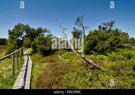 Osterzgebirge, i Monti Metalliferi, di alto livello moor con stagno campo di legno Georgen, Monti Metalliferi, Hochmoor bei Zinnwald Georgenfeld Foto Stock