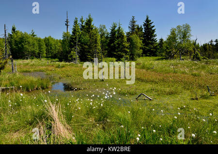 Osterzgebirge, i Monti Metalliferi, di alto livello moor con stagno campo di legno Georgen, Monti Metalliferi, Hochmoor bei Zinnwald Georgenfeld Foto Stock