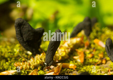 Fungo nero-parassiti Xylaria polymorpha su albero caduto. L'uomo morto le dita di funghi, saprobic fungo Foto Stock