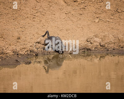 Un adulto Chacma Baboon bere da un foro di irrigazione nella savana della Namibia Foto Stock