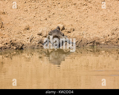 Un adulto Chacma Baboon bere da un foro di irrigazione nella savana della Namibia Foto Stock