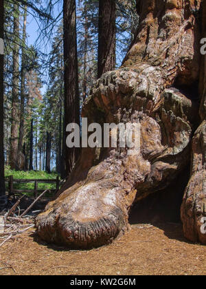 Paesaggio presso il Parco Nazionale di Sequoia e Kings Canyon con albero di sequoia closeup in California, Stati Uniti d'America Foto Stock