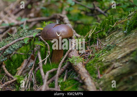 Un suillus bovinus crescente nella foresta, noto anche come il Jersey di vacca o fungo bolete bovina Foto Stock