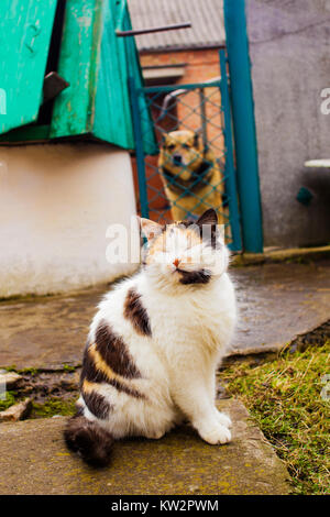 Bella gatta calico a chiudere gli occhi si siede sul cortile Foto Stock