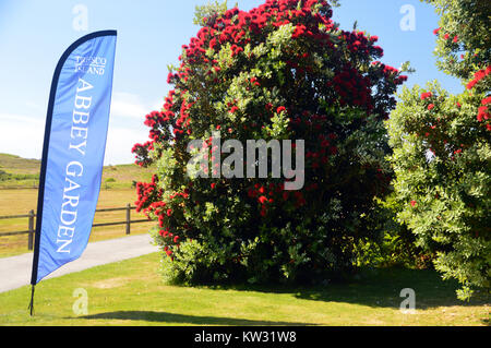 Bandiera blu e i fiori rossi del Metrosideros Struttura robusta all'ingresso del Abbey Gardens, Tresco isola, isole Scilly, Cornwall, Regno Unito Foto Stock