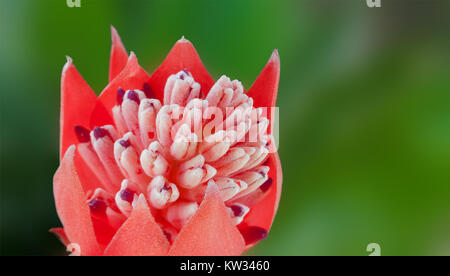 Billbergia pyramidalis è una specie di pianta in fiore della famiglia delle bromeliadi. Conosciuta per i suoi suggestivi e colorati fiori, è comunemente coltivata come pianta ornamentale nelle regioni tropicali e subtropicali. Foto Stock