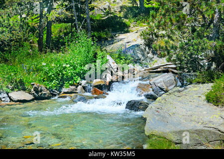 Fiume di montagna e la foresta di conifere Foto Stock