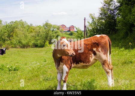 Vitello marrone sorge su un verde prato vicino al villaggio Foto Stock