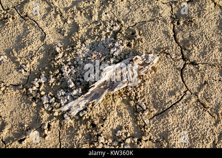 Resti di un pesce sulla terra rotto di un serbatoio di bassa Foto Stock