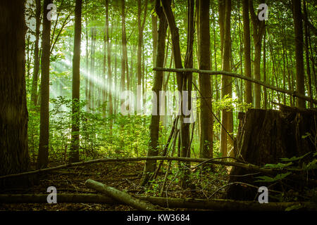 I raggi di luce attraverso la foresta. Raggi di sole brillare attraverso le tenebre della foresta verde lussureggiante paesaggio in un incanto di Michigan bosco. Foto Stock