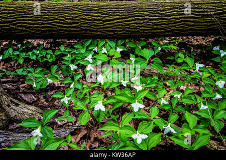 Wild Trillium nella foresta. Linea Trillium il suolo della foresta di grandi laghi habitat costieri. Trillium sono ufficiali di fiori selvaggi di Ontario e Ohio Foto Stock