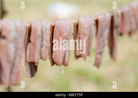 Close up di aringhe Filetti, al di fuori di un surstromming può Foto Stock