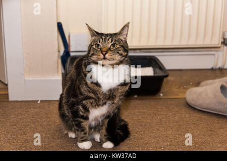 Un rilassato tabby cat con un torace bianco, pancia e zampe seduto su una stuoia/rug in casa con una lettiera in background. Sembra incuriosito. Foto Stock