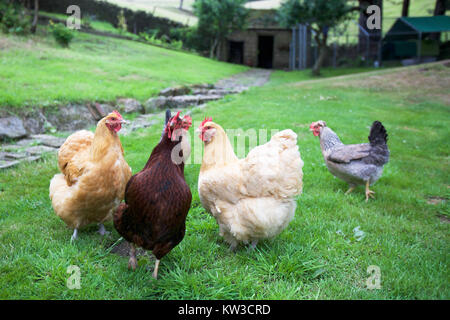 Gruppo di galline nel giardino inglese Foto Stock