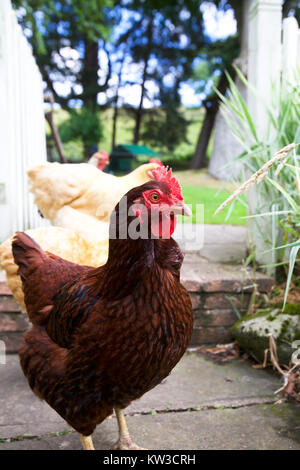 Gruppo di galline nel giardino inglese Foto Stock