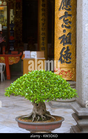 , Un bellissimo bonsai con grande caligraphy all interno del tempio Chan ella Shu Yuen ancestrale del Clan nella Chinatown di Kuala Lumpur Foto Stock