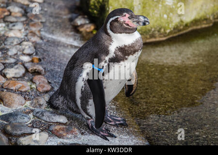 Pinguini Humboldt (Spheniscus Humboldti) Foto Stock