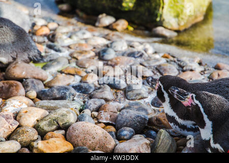 Pinguini Humboldt (Spheniscus Humboldti) Foto Stock