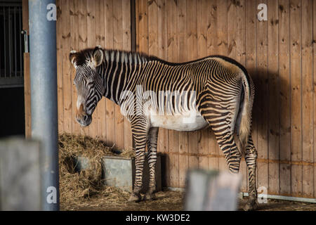 Il Grévy's zebra (Equus grevyi), noto anche come la zebra imperiale a Marwell zoo di fauna selvatica, UK. Foto Stock