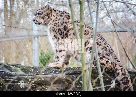 Snow Leopard (Panthera uncia) oncia a Marwell Zoo di fauna selvatica, UK. Foto Stock