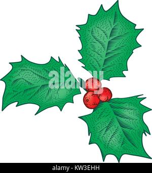 Natale holly filiale. Ilex aquifolium foglie e frutti nello stile vintage incisione illustrazione vettoriale. Decorazione di vacanza. Illustrazione Vettoriale