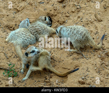 Meerkat (Suricata suricatta) nel Monarto Zoo, South Australia, Australia. Foto Stock