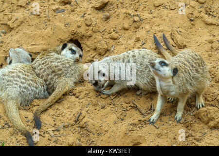 Meerkat (Suricata suricatta) nel Monarto Zoo, South Australia, Australia. Foto Stock