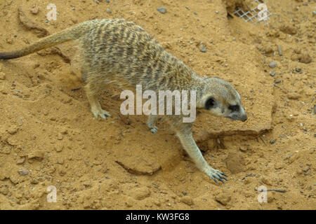 Meerkat (Suricata suricatta) nel Monarto Zoo, South Australia, Australia. Foto Stock