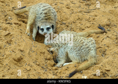 Meerkat (Suricata suricatta) nel Monarto Zoo, South Australia, Australia. Foto Stock