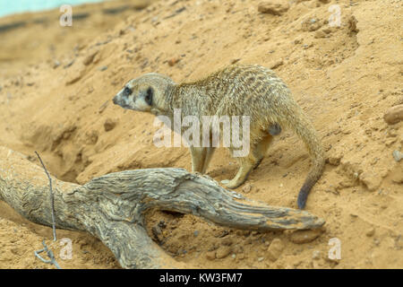 Meerkat (Suricata suricatta) nel Monarto Zoo, South Australia, Australia. Foto Stock