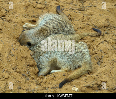 Meerkat (Suricata suricatta) nel Monarto Zoo, South Australia, Australia. Foto Stock