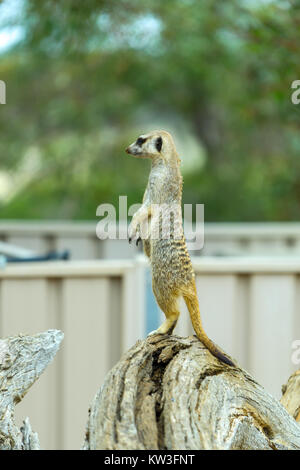 Meerkat (Suricata suricatta) nel Monarto Zoo, South Australia, Australia. Foto Stock