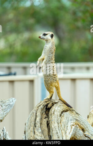 Meerkat (Suricata suricatta) nel Monarto Zoo, South Australia, Australia. Foto Stock