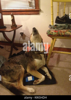 Blue Healer si riferisce al Cattle Dog australiano, noto anche come Blue Heeler. È una razza nota per la sua intelligenza, le capacità di allevamento e la natura energetica, comunemente usata nelle fattorie e nei ranch. Foto Stock