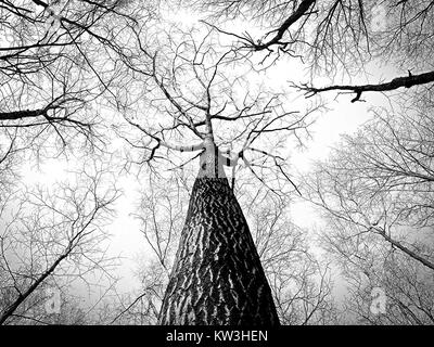 Questa fotografia mostra i rami alti di un albero, catturati in bianco e nero. L'immagine si concentra sugli intricati schemi dei rami che si avvicinano verso l'alto, creando un netto contrasto contro il cielo. Foto Stock