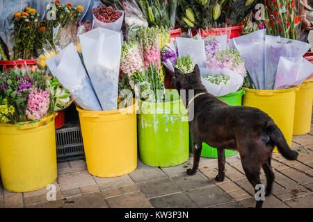 Cane fiori di sniffing sul lato della strada Foto Stock