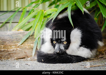 Il lemure ruffato bianco e nero è una specie a rischio critico originaria del Madagascar. La foto mostra l'aspetto e l'habitat sorprendenti del lemure. Foto Stock