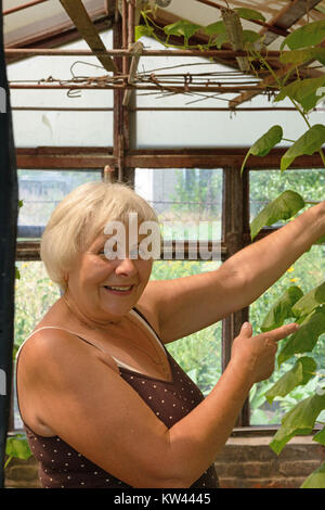 Età sorridente donna bionda è puntare il dito sulla pianta di cetriolo in home coldframe. Foto Stock