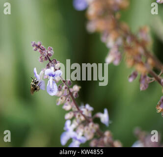 Un'immagine che presenta una combinazione di colori nero, bianco e viola, probabilmente raffigurante un design o un prodotto con queste tonalità. Foto Stock
