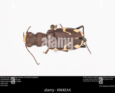 Boreale a labbro lungo Tiger Beetle; Cicindela longilabris (37297472430) Foto Stock