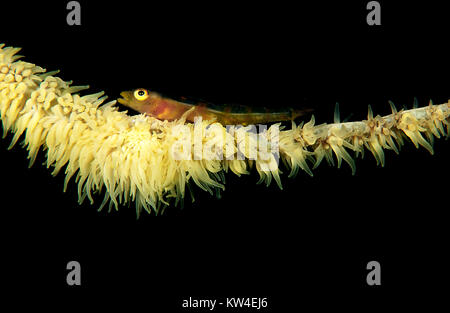 Filo CORAL ghiozzo (BRYANINOPS YONGEI) su CIRRHIPATHES ANGUINA Foto Stock