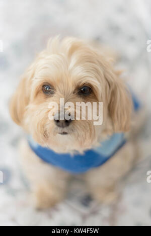 Morkie cane di razza mista che indossa un maglione blu Foto Stock