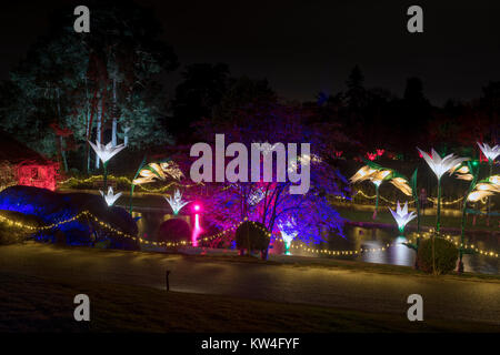 Le luci di Natale e illuminato di decorazioni di fiori intorno al laghetto. RHS Wisley Gardens, Surrey, Inghilterra. Natale Glow Festival 2017 Foto Stock