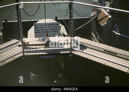 Scala di Pesce su una diga, con segno a leggere 'tutti i pesci sono contati e identificati come essi passano oltre il flashboard bianco quando si lascia la scaletta', Oregon, 1975. Foto Stock