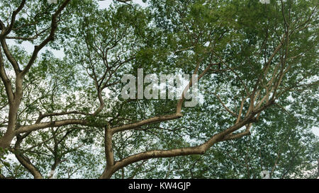 Guanacaste o Elephant-Ear Tree (Enterolobium Cyclocarpum) dalla Giamaica. È l'albero nazionale della Costa Rica Foto Stock