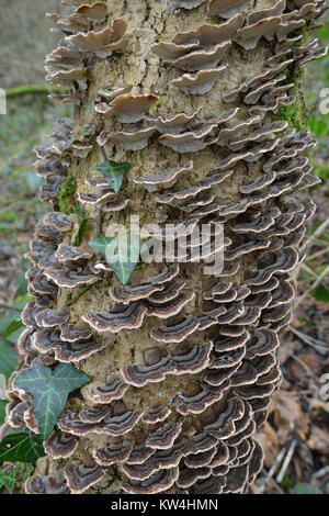 La Turchia la coda o molte zone Polypore - Trametes (Coriolus versicolor) Foto Stock