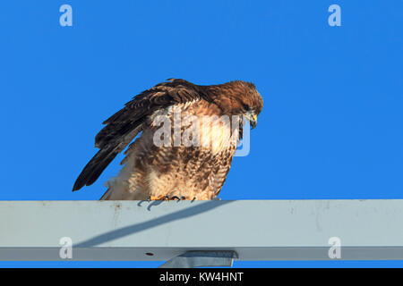 Un rosso-tailed hawks si prepara a prendere il volo da un montante metallico contro un cielo blu sul Rathdrum Prairie in nord Idaho. Foto Stock