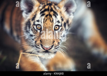 Ritratto di un bellissimo cucciolo di tigre. Tiger giocare intorno (Panthera tigris) Foto Stock