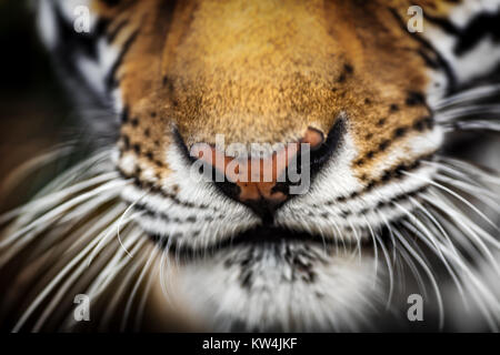 Tiger naso closeup Foto Stock