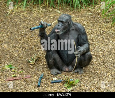 Gli scimpanzé in Monarto lo Zoo Australia, SA Foto Stock